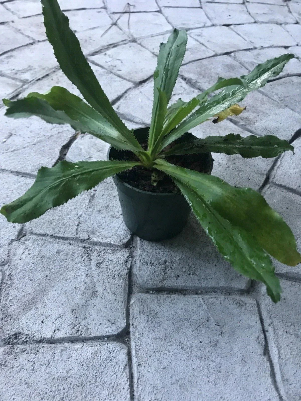 Live Culantro Plant in 4-Inch Pot | Eryngium Foetidum Herb Garden | Aromatic Green Herb for Indoor & Outdoor Gardening