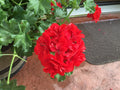 Geranium Cuttings 6 Mountie Red Pelargonium, Vibrant Red Foliage, Garden & Container Plants