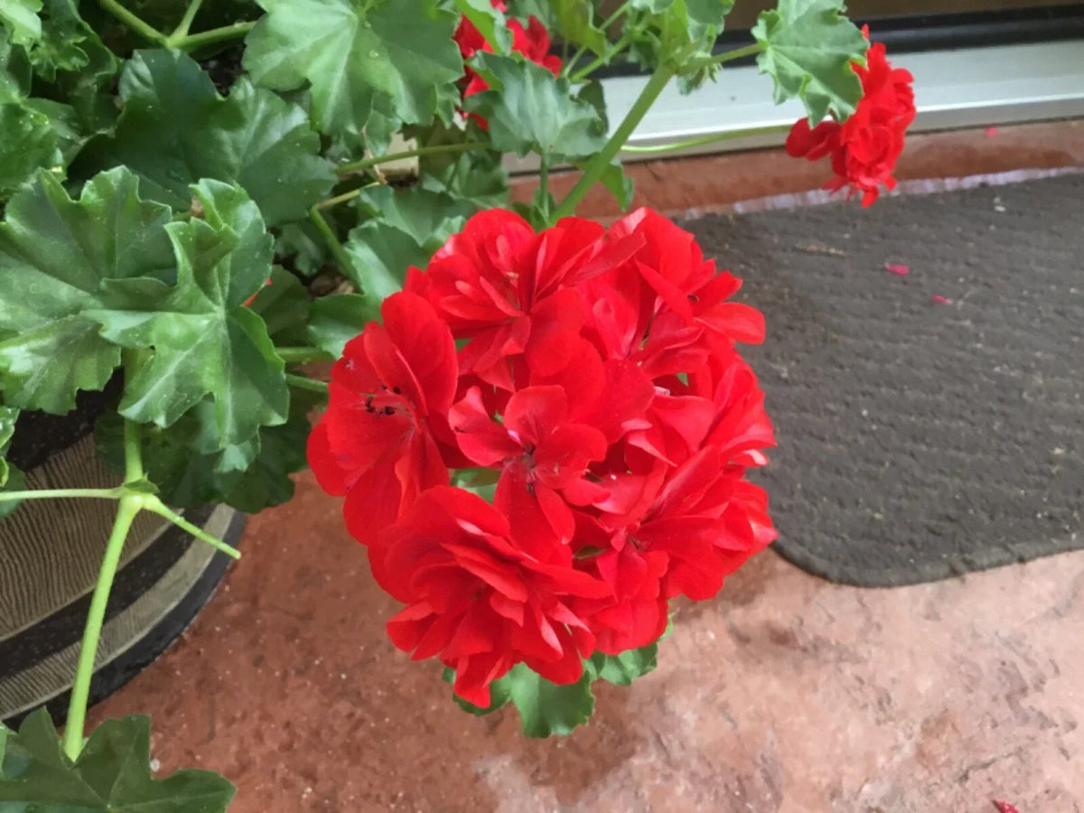 Geranium Cuttings 6 Mountie Red Pelargonium, Vibrant Red Foliage, Garden & Container Plants