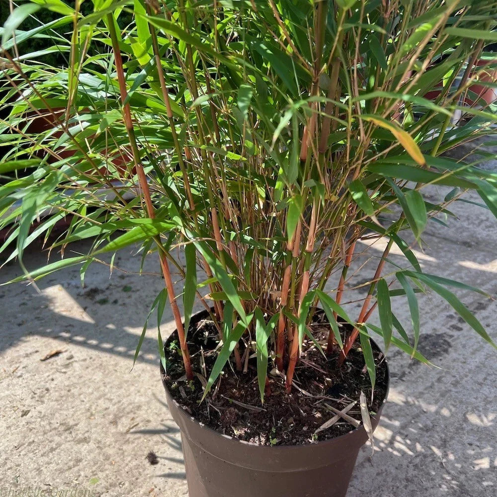 Asian Wonder Bamboo Seeds - Clumping Privacy Screen for Landscaping - Bambusa multiplex - 50 Pack