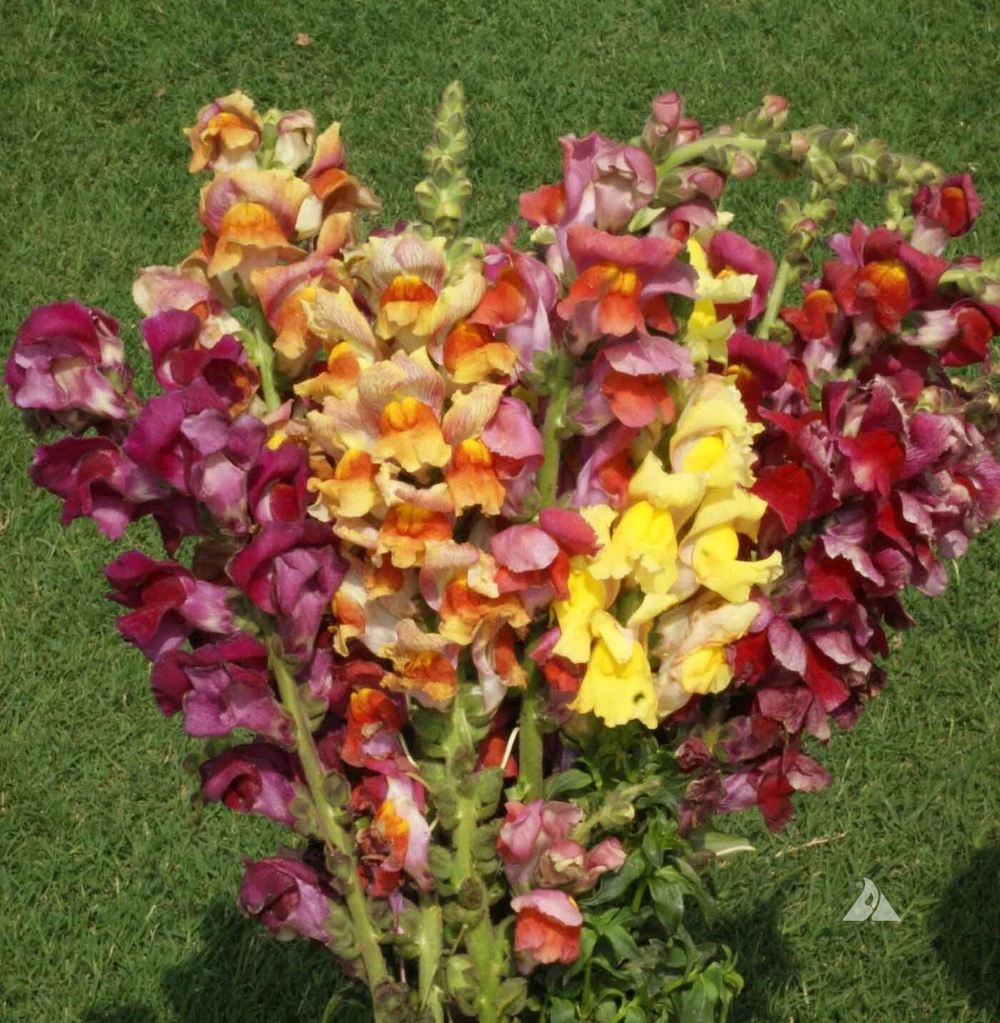 Snapdragon Seeds - Tetra Mix Multi-Colored Blooms - Non-GMO Antirrhinum majus - 500 Pack for Gardens, Borders & Containers