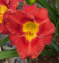 Daylily Plant - Perennial Flower with Yellow Blooms - Hemerocallis spp. - Clump-Forming, Low Maintenance Garden Flower