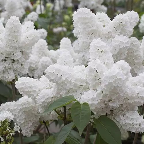 White Japanese Lilac Seeds Syringa reticulata Fragrant Garden Flower Seeds 25 Pack