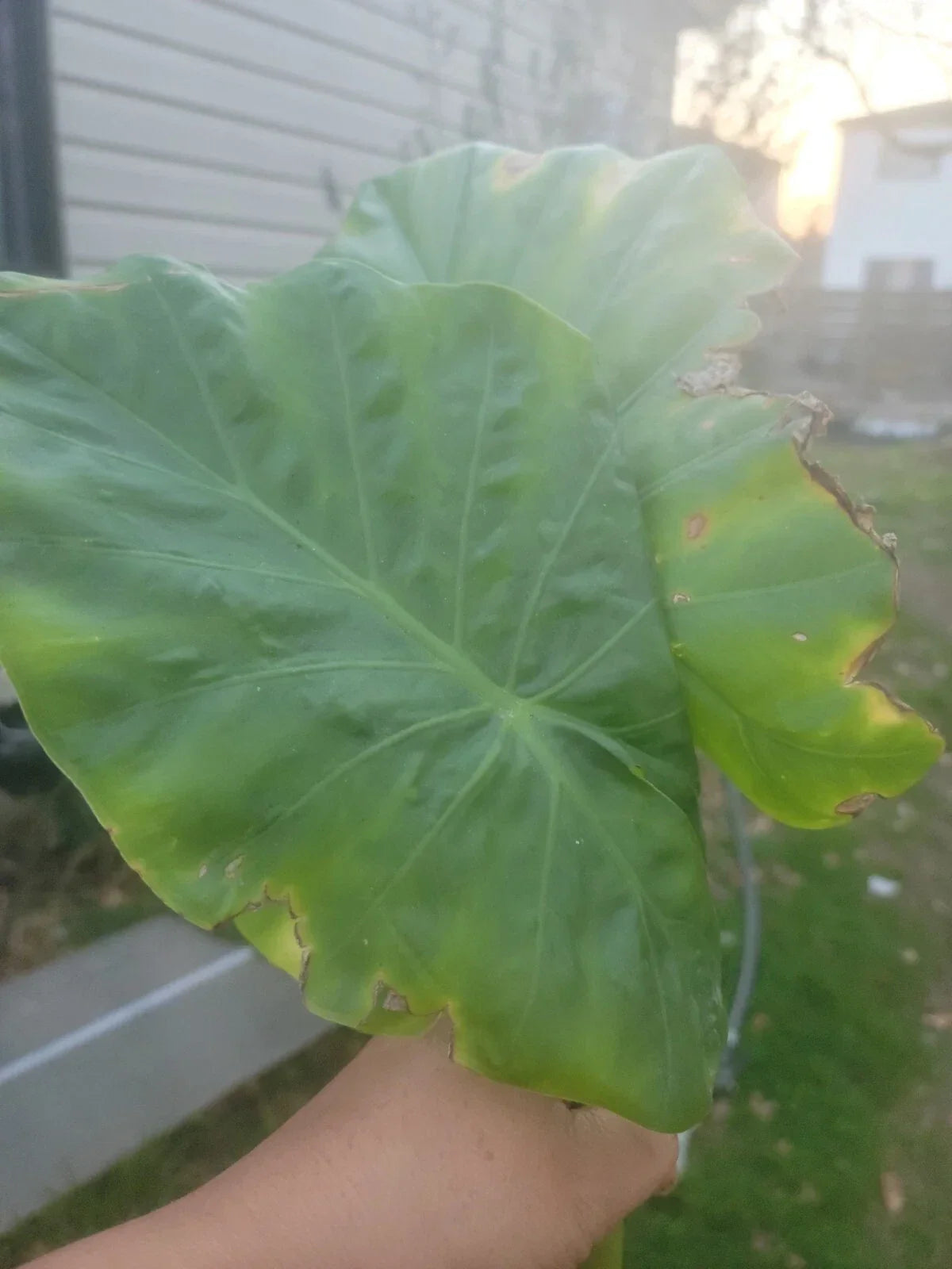 Borneo Giant Elephant Ear Taro Plant | Well-Rooted Alocasia Macrorrhiza | Tropical Foliage for Garden or Indoor
