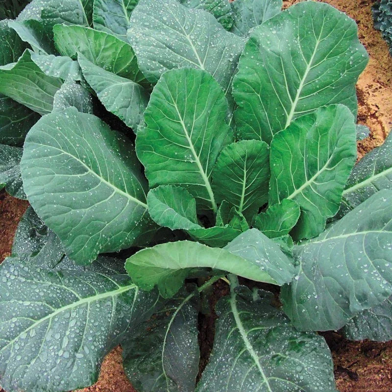 Collard Seed Packet - Champion Collards Brassica oleracea - Organic, Non-GMO, Full Sun, Easy to Grow