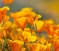 California Poppy Flower Seeds - 100 Seeds, Orange Blooms, Eschscholtzia californica, California State Flower, Drought-Tolerant, Wildflower Seeds