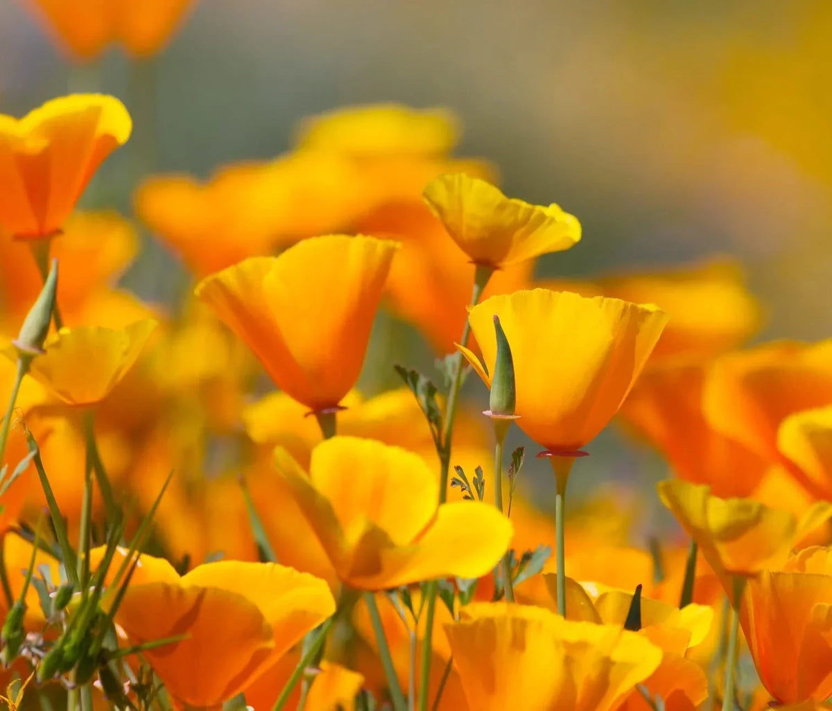California Poppy Flower Seeds - 100 Seeds, Orange Blooms, Eschscholtzia californica, California State Flower, Drought-Tolerant, Wildflower Seeds