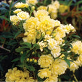 Thornless Yellow Lady Banks Rose Cuttings – Rosa banksiae 'Lutea' – Climbing, Hardy, Fragrant, Full Sun, 5 Cuttings