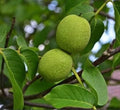 Live Black Walnut Tree - 10 Inch Well-Rooted Juglans nigra Plant for Garden, Shade & Timber