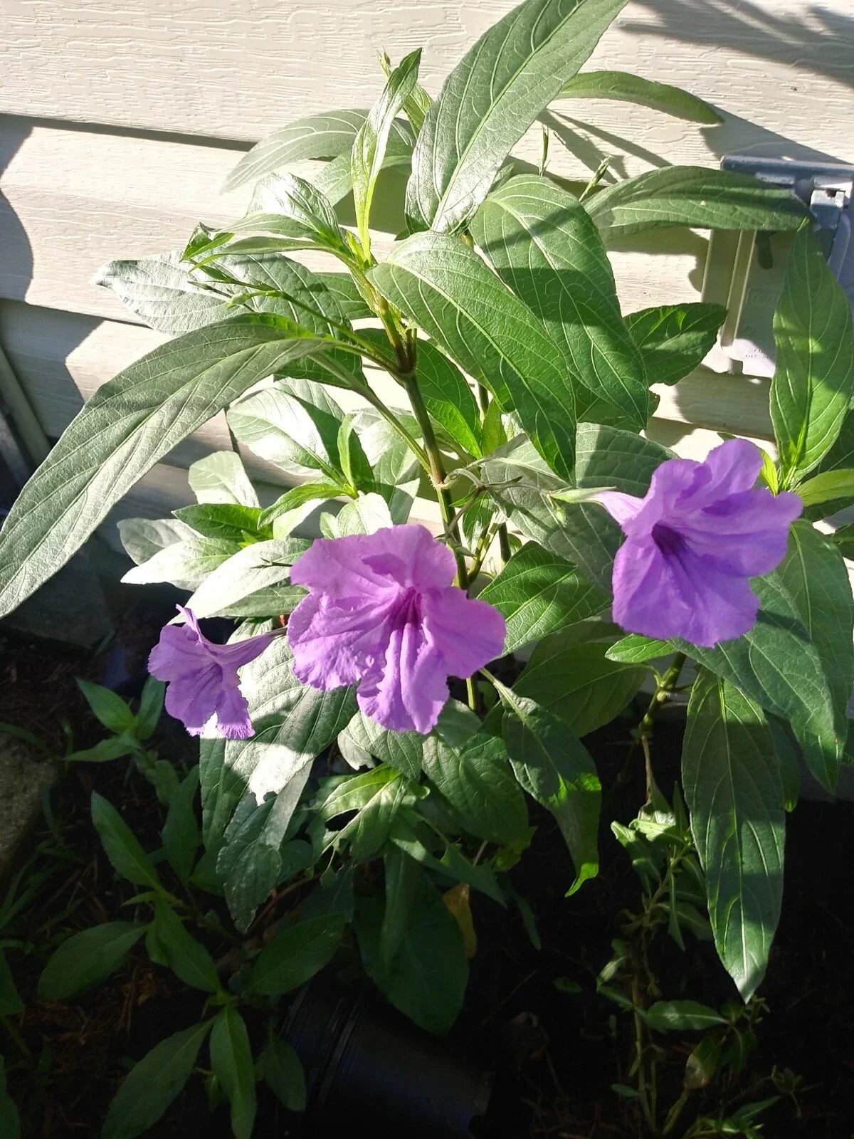Purple Mexican Petunia Plants - 3 Live Well Potted Ruellia simplex Blooming Flowers for Gardens