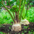 Celeriac Seeds - 5000 Giant Prague OP Variety for Large Smooth Roots - Apium graveolens