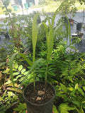 Green Sugarcane Plant in One Gallon Pot | Saccharum officinarum | Tropical Edible Landscape, Ornamental Garden
