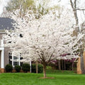 Yoshino Cherry Tree Seeds - 5 Pack, Pink Blossoms, Ornamental Prunus x yedoensis, Spring Flowering, Landscape Plant