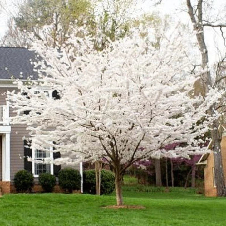 Yoshino Cherry Tree Seeds - 5 Pack, Pink Blossoms, Ornamental Prunus x yedoensis, Spring Flowering, Landscape Plant