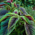 Red Leaf Amaranth Seeds - Amaranthus Tricolor - Edible Greens for 2025 Planting - Pack of 200 Seeds