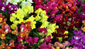 Snapdragon Seeds Dwarf Mix - Non-GMO Flower Seeds for Borders & Containers - Antirrhinum majus