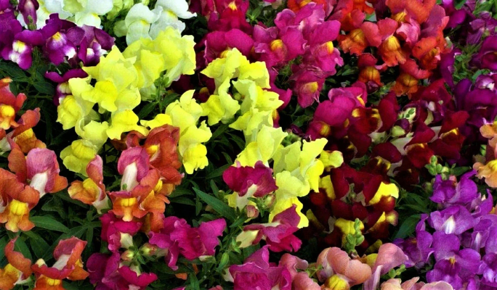Snapdragon Seeds Dwarf Mix - Non-GMO Flower Seeds for Borders & Containers - Antirrhinum majus