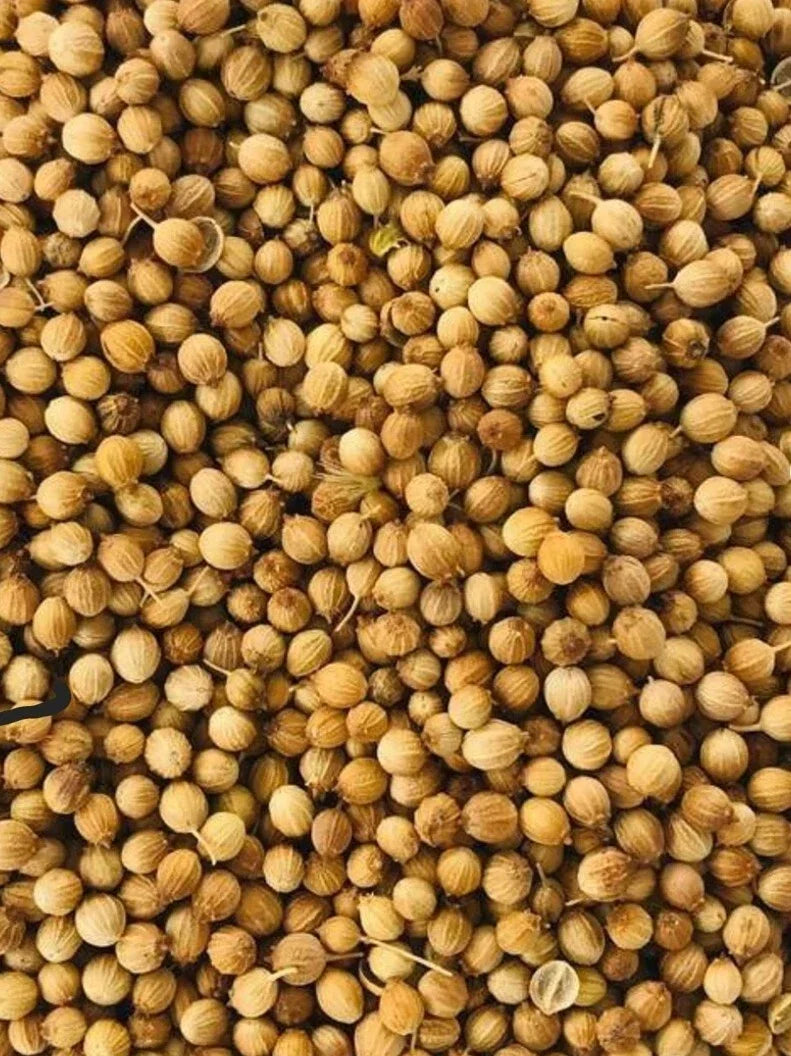 Organic Cilantro Seeds 1000 Count | NON-GMO Heirloom Coriandrum sativum Culinary Herb Seeds