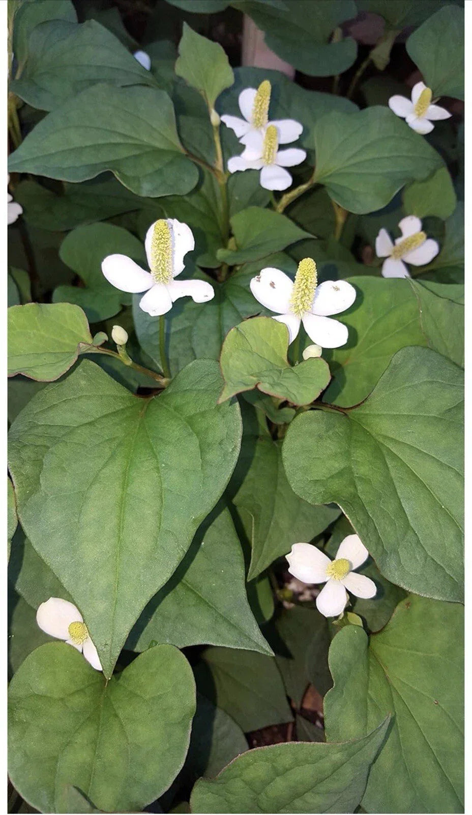 Live Bare Root Fish Mint Plants - 10 Pack Houttuynia Cordata Asian Herb Diếp Cá for Culinary Use
