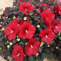 Bush Hibiscus Plant 2.5" Pot Holy Grail Big Red Flowers Hibiscus rosa-sinensis