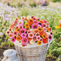 Dwarf Zinnia Seeds Mix - 100+ Button Box Variety - Vibrant Colors for Garden Borders & Containers - Zinnia elegans Seed Packet