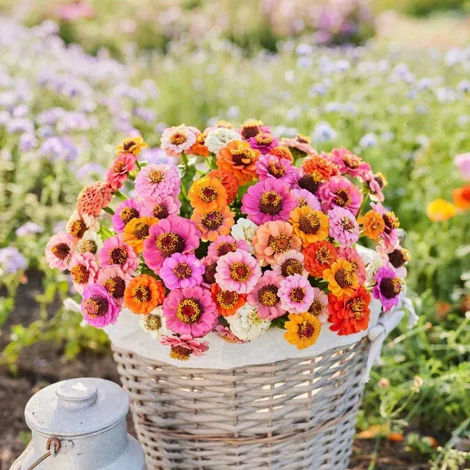 Dwarf Zinnia Seeds Mix - 100+ Button Box Variety - Vibrant Colors for Garden Borders & Containers - Zinnia elegans Seed Packet
