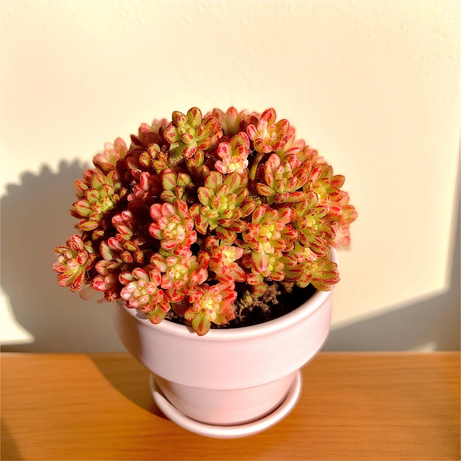 Rare Indoor Succulent Plants 3.2" Bare Root | Easy Care Live Succulents for Home Decor