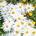 Ox-Eye Daisy Seeds Pack - Drought Tolerant Perennial for Pollinators, Leucanthemum vulgare, Wildflower Garden Seeds