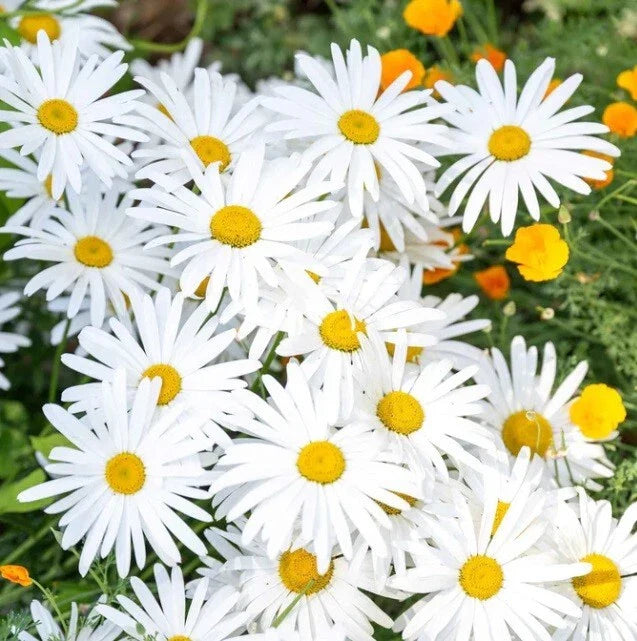 Ox-Eye Daisy Seeds Pack - Drought Tolerant Perennial for Pollinators, Leucanthemum vulgare, Wildflower Garden Seeds