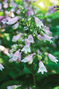 Calico Beardtongue Seeds – Penstemon calycosus Native Wildflower, Colorful Perennial Garden Plant, 50 Seeds