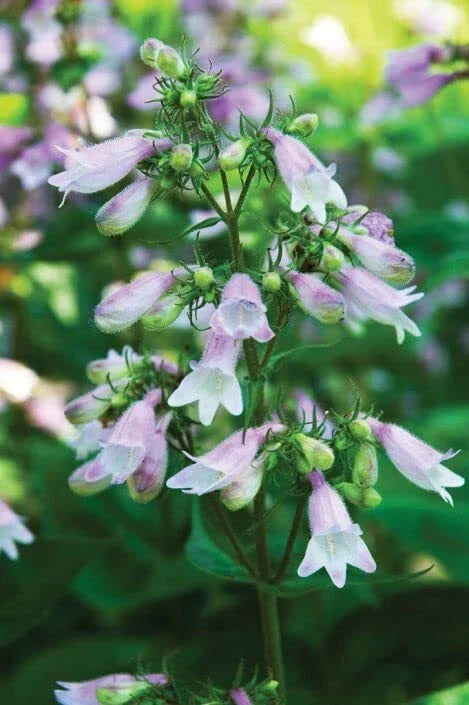Calico Beardtongue Seeds – Penstemon calycosus Native Wildflower, Colorful Perennial Garden Plant, 50 Seeds