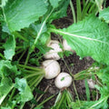 Organic Heirloom White Egg Turnip Seeds – Non-GMO, Vegetable Gardening, Brassica rapa, 50+ Seeds for Home Garden