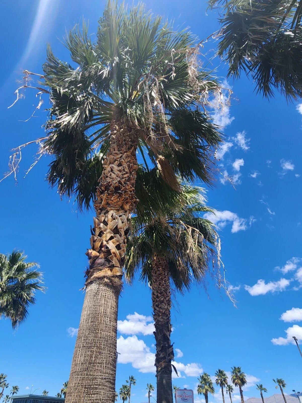 Washingtonia Hybrid Fan Palm Seeds, 25 Fresh Robusta/Filifera Variety, Tropical Garden, Potted Plant Seeds