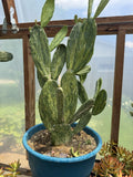Velvet Opuntia Plants - Rooted Starts - Opuntia Tomentosa Salm Dyck - Desert Cactus Variety for Indoor & Outdoor Gardens