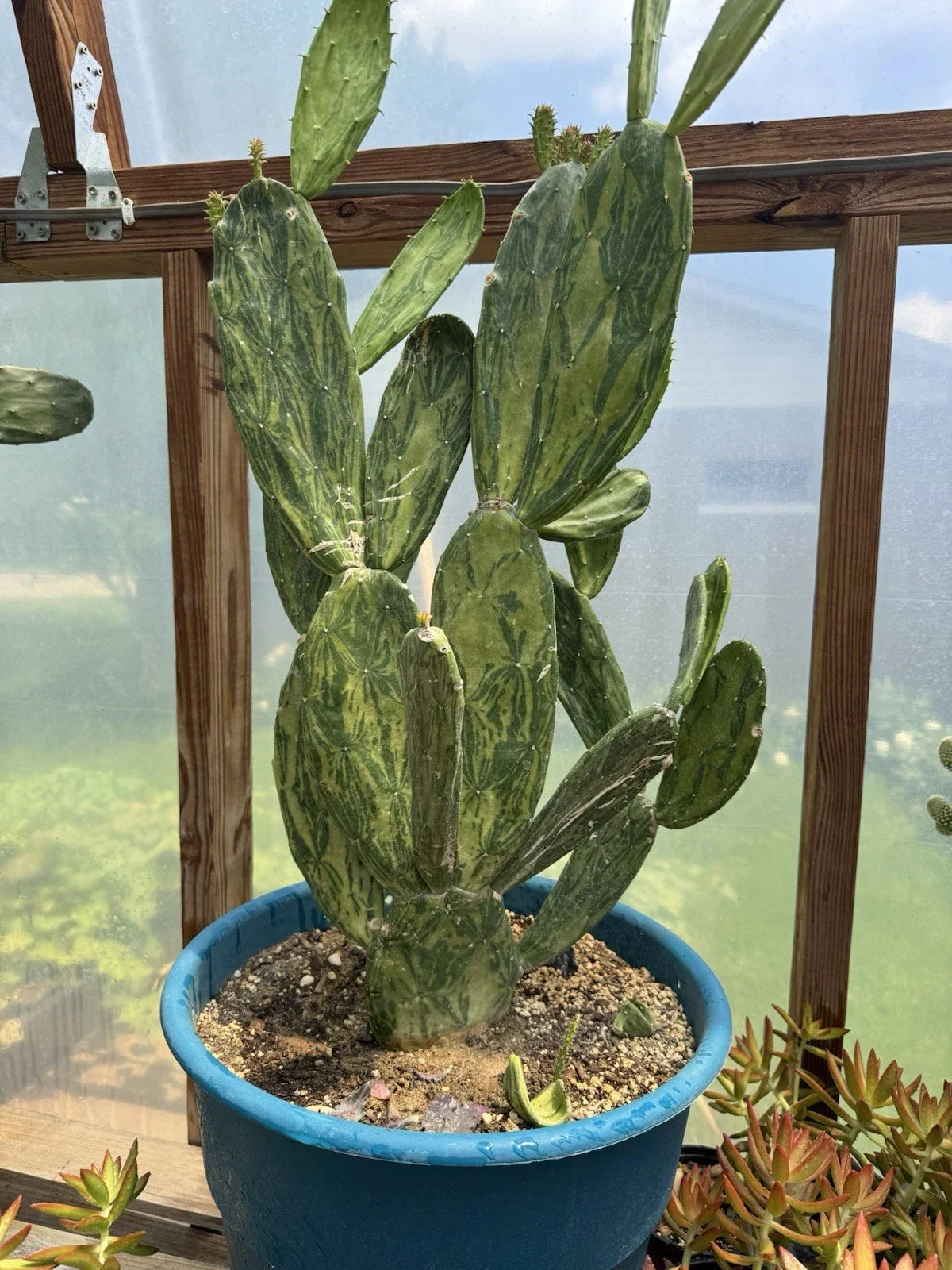 Velvet Opuntia Plants - Rooted Starts - Opuntia Tomentosa Salm Dyck - Desert Cactus Variety for Indoor & Outdoor Gardens