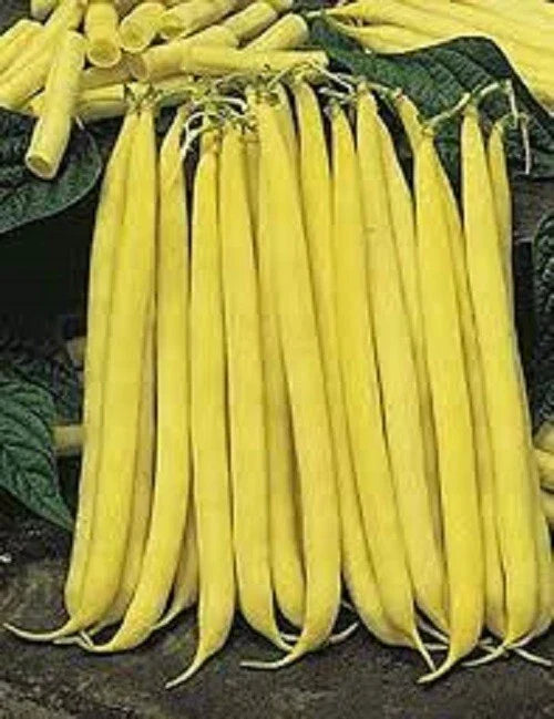 Premium Non-GMO Golden Stringless Yellow Wax Bean Seeds - Phaseolus vulgaris, Bush Type, 18-24 Inches, Vegetable Garden Seeds