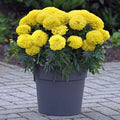 Inca Yellow Marigold Seeds - Tagetes erecta, 25+ Garden Flower Seeds for Borders & Containers, Bright Yellow Blooms