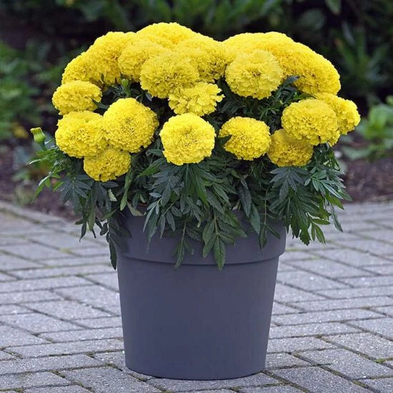Inca Yellow Marigold Seeds - Tagetes erecta, 25+ Garden Flower Seeds for Borders & Containers, Bright Yellow Blooms