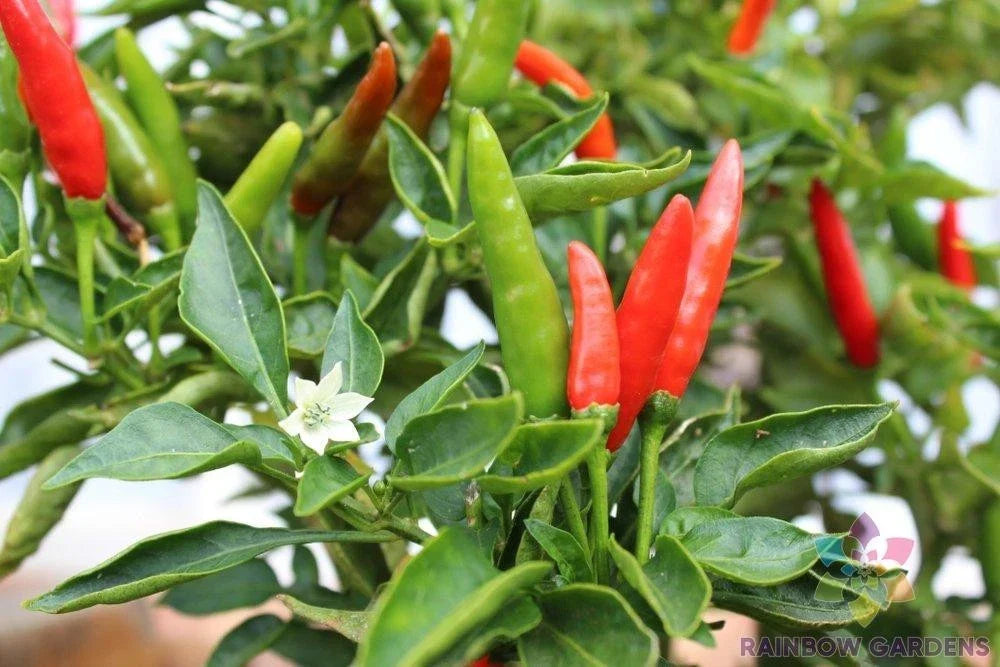 Malagueta Hot Pepper Seeds – Capsicum frutescens, 25+ Fresh Garden Seeds for Spicy Peppers, Culinary Use, Easy to Grow