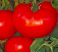 Heirloom Tomato Seeds – Non-GMO, 50+ Pack for Home Gardens, Solanum lycopersicum, Indeterminate Vining Plant