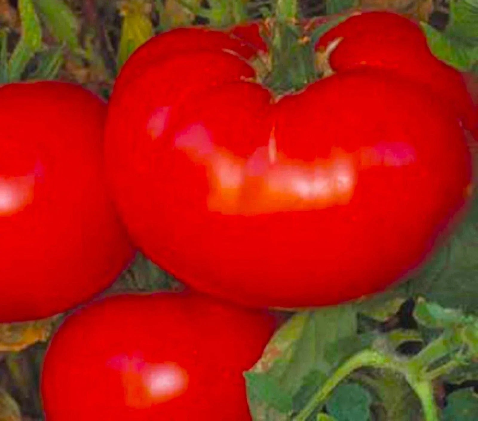 Heirloom Tomato Seeds – Non-GMO, 50+ Pack for Home Gardens, Solanum lycopersicum, Indeterminate Vining Plant
