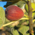 Calimyrna Fig Seeds Pack – Ficus carica ‘Calimyrna’ Organic Gardening Supplies for Home Garden Planting