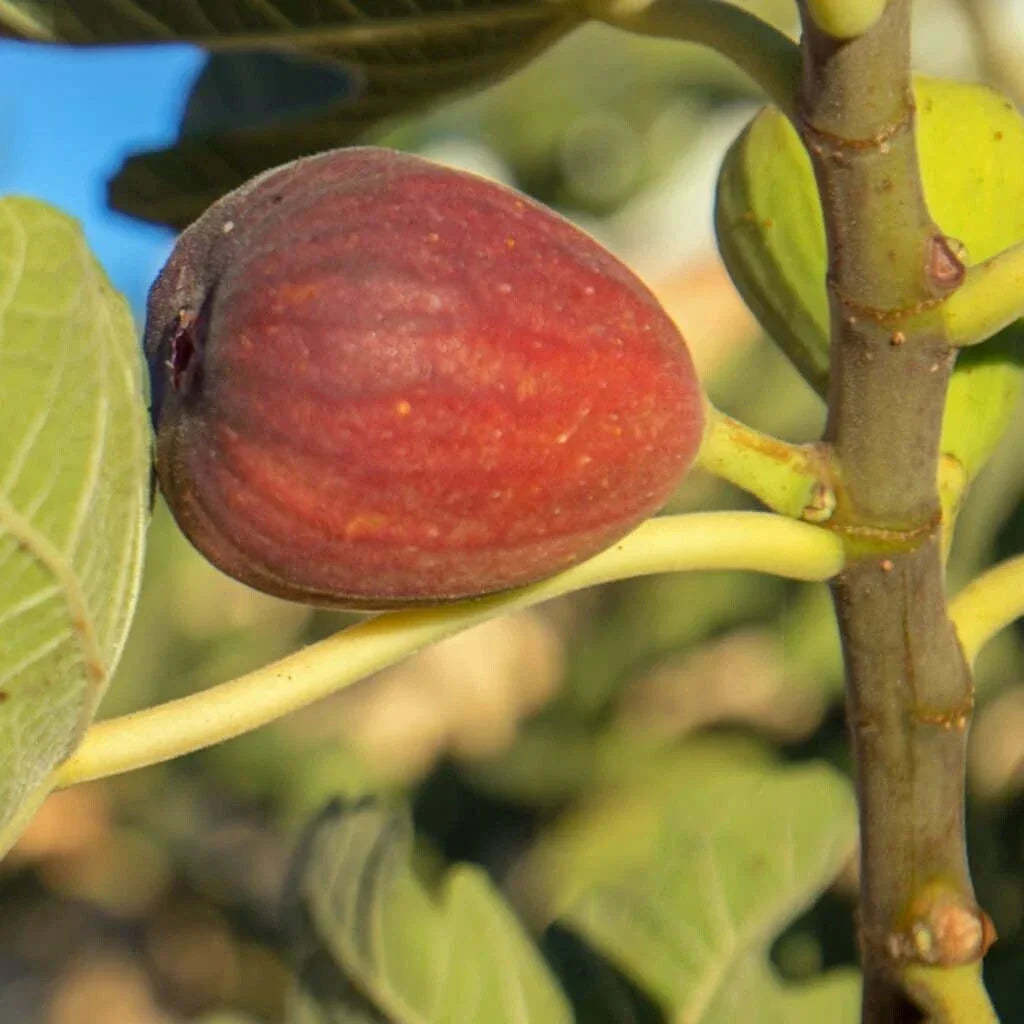 Calimyrna Fig Seeds Pack – Ficus carica ‘Calimyrna’ Organic Gardening Supplies for Home Garden Planting
