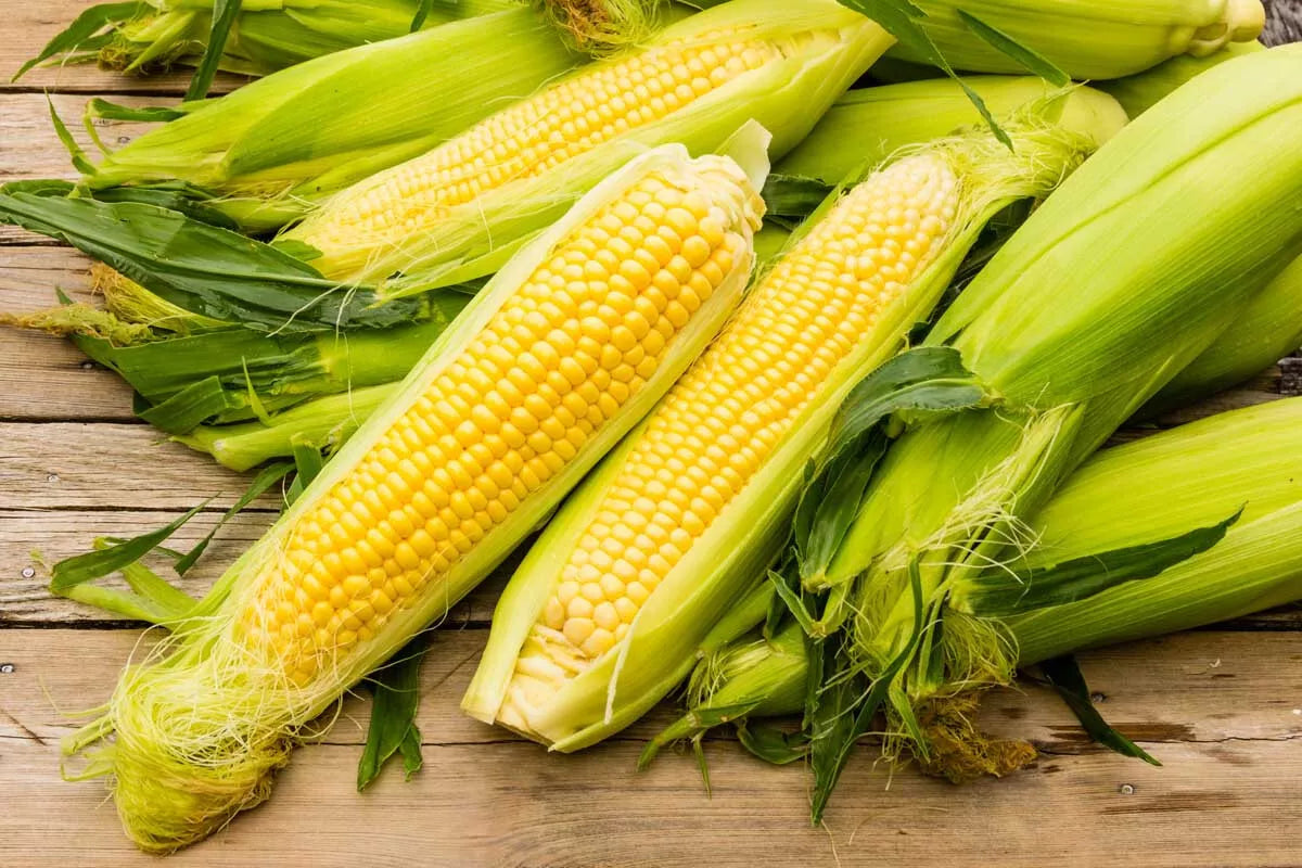 25 Seeds Sweet Iochief Yellow Corn Zea mays Non-GMO Heirloom Seeds for Home Garden