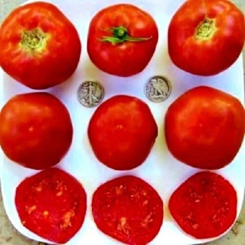 Heirloom Tomato Seeds - Mule Team Variety - 25 Fresh Solanum lycopersicum Seeds for Garden Planting