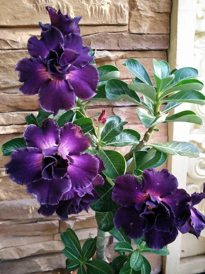 Purple Desert Rose Seeds - Adenium obesum Perennial Flower Seeds, 4 Pack for Garden, Pot, Landscape, Drought-Tolerant, Fast Germination