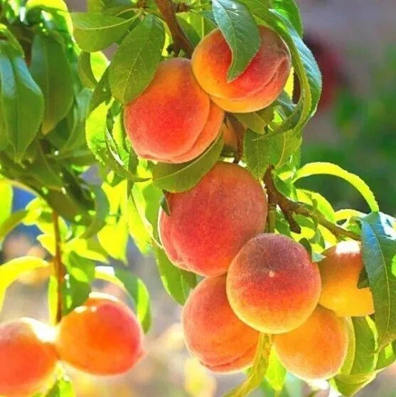 Peach Tree Seeds - Belle of Georgia Yellow Peach - Prunus persica - Fruit Tree Seeds for Home Garden, Orchard, or Small Garden