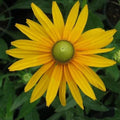 Black Eyed Susan Seeds - Green Eyes Rudbeckia hirta Non-GMO 200 Seeds for Garden Beds & Borders