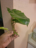 Burle Marx Philodendron Cutting - Tropical Indoor Houseplant, Easy Care, Live Plant Clipping, Philodendron 'Burle Marx'