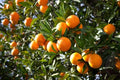Orange Fruit Tree Scions Cuttings 6-8 Inches for Grafting Citrus sinensis | Home Garden, Propagation